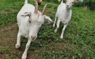 Zvířata přišla o život – my o kus srdce. Podpořte záchranu farmy po útoku psů.