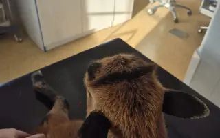 Zvířata přišla o život – my o kus srdce. Podpořte záchranu farmy po útoku psů.