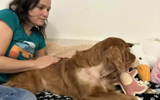 Naděje pro Aini - malá tollerka s velkým srdcem čeká na svou šanci uzdravit se.