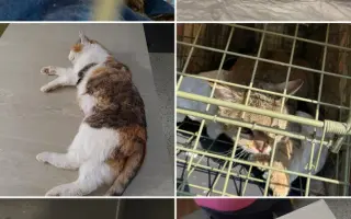 Staňte se nadějí pro kočičky bez domova