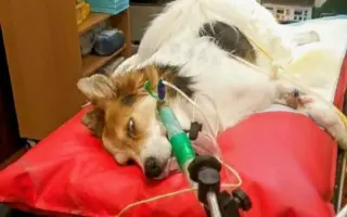 Zachraňme společně nemocného Badýska