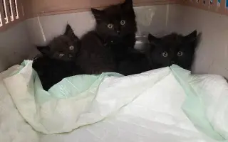 ZACHRAŇME KOŤÁTKA PŘED ZIMOU!