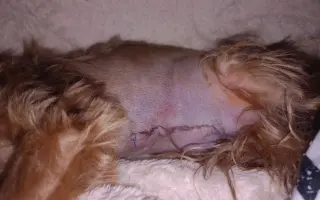 Bojovník Bertík vážící pouhé 1 kilo