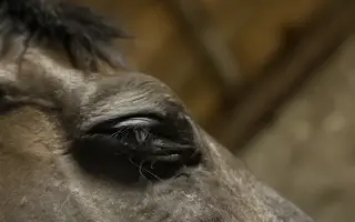 Zachraňme Elyho světlo: Operace očí mu vrátí život bez bolesti