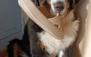 Pomozte Hubertovi chodit konečně bez bolesti ❤️