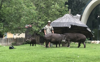 Oddychový přístřešek pro tapíry jihoamerické