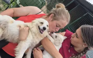 Veterinární péče pro psy v útulku - podzim 2026