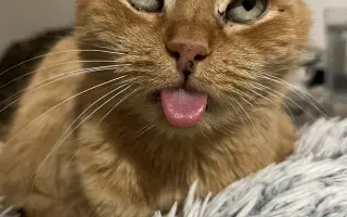 Staňte se nadějí pro kočičky bez domova