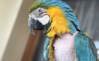 Stavba pavilonu pro papoušky v nouzi