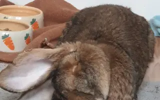 Prosíme, pomozte Nefince přestat trpět 💔