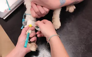Zachraňujte kočičí životy s námi