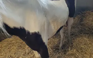 Funny, kráska s frakturou lebky