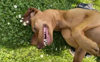 Pomoc pro Molde – fenku maďarského ohaře po vážném úrazu