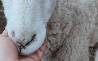 Zachráněná zvířátka autem mezi babičky, dědečky a nemocné děti