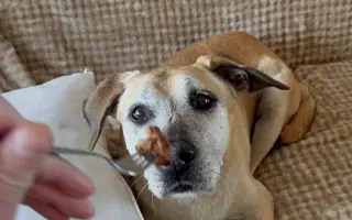 Aby tu s námi Caramelka byla déle💛🧡🤎