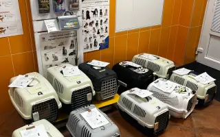 Dnes pomůžete jedné, zítra stovkám: Podpořte kastrace