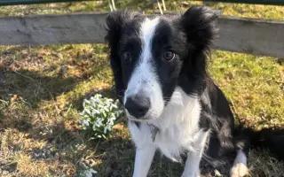 🐾 Pomozme Archiemu postavit se znovu na nohy 🐾