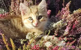 Slunce pro zachráněné kočičky - pergola se zázemím