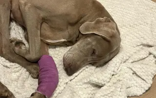 Voříškov prosí o pomoc pro psí útulkáče, poničku Babuňu, kočky a další zvířátka