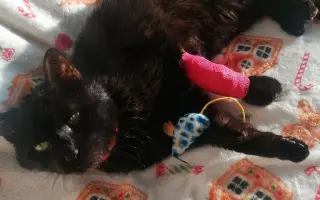 Pomoc Panu Černá Fazole překonat FIP