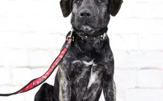 Pomáháme opuštěným a týraným psům najít cestu domů 🩷