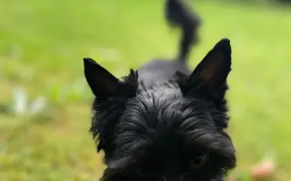 Pro Tobyho na veterinární péči a rehabilitace