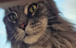 Áronkův boj s rakovinou