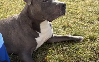 Dobbyho invalidní vozíček a rehabilitace