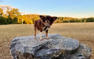 Pomozme Xyrušče znovu běhat 🐾♥️