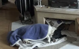 Pomozte zachránit Berrynku