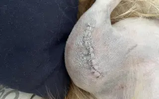 Pomoc pro Chipa, aby mohl opět vesele běhat