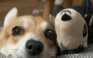 Srdce pro Ginu ❤️🦊