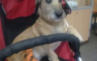 MIKY, vždy zachraňovala nyní potřebuje sama zachránit