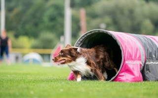 Pomozte nám vrátit život po povodni na agility cvičák