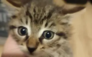 Pomůžete kočičkám bez domova?