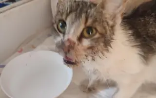 Pomůžete kočičkám bez domova?