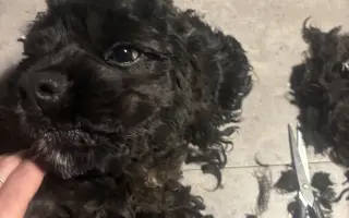 Operace očí  a veterina pro Medvídka Pú 🩷