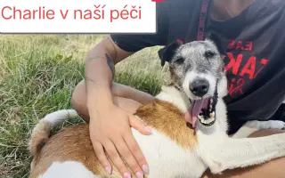 Pomozte zachránit Psí domov spolku Zastavme Utrpení.