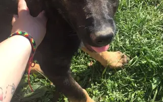 Pomozte Kessy postavit se zpátky na ťapky