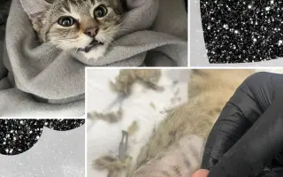 Pomoc pro opuštěná zvířátka - Kastrace, veterina, krmeni, kočkolit