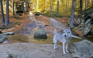 Zachraňme Degase: Vlčák s velkým srdcem bojuje s krutou nemocí