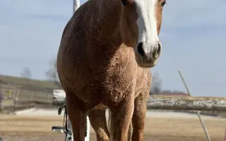 Pomozme Kess po těžké akutní operaci