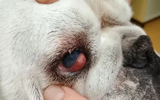 Záchrana pro Stelu – operace nádoru a oka