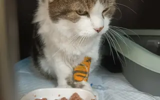 Pomozte nám s kastracemi a léčbou nemocných a zraněných koček