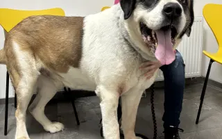 Nová "sanitka" pro psí dědečky a babičky