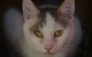 Pomohli jste uhradit veterinární péči pro kočičky z Kočičího štěstí, z.s.