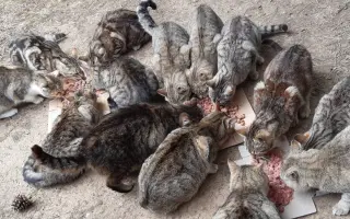 BOJ O PŘEŽITÍ (aneb záchrana kočiček bez domova)