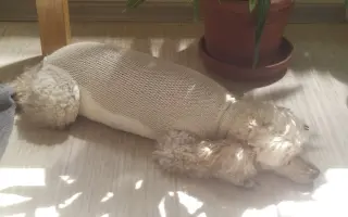 Spřízněné duše – léčba pro maxi a mini fenku ❤️