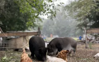 Krmení a seno pro zachráněná zvířata