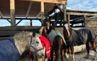 Pomocník pro Vrbovou stáj - místo naděje a zázraků pro týraná a opuštěná zvířata